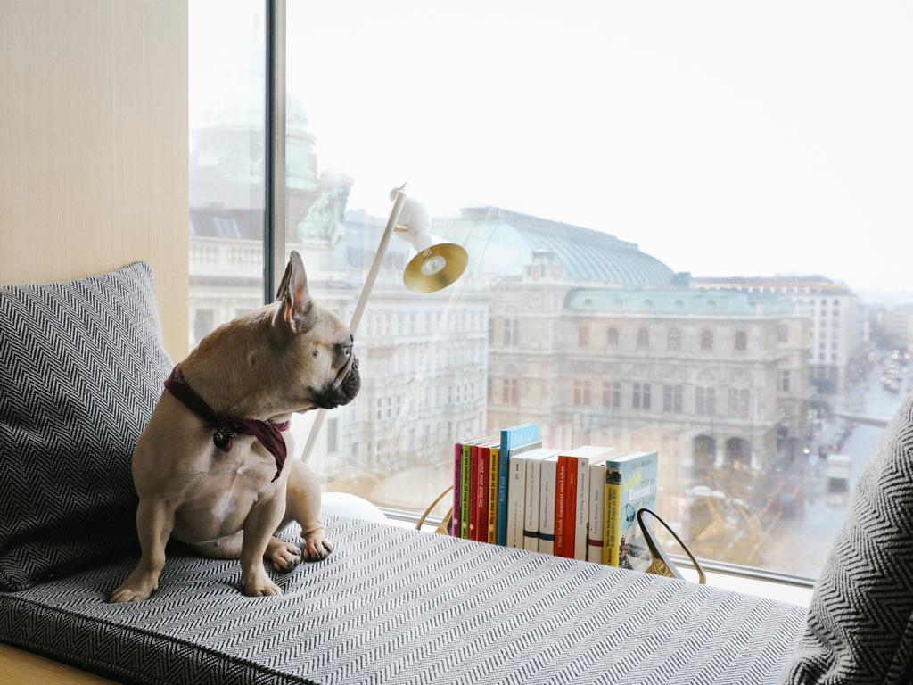 The Guesthouse Вена Экстерьер фото French Bulldog
